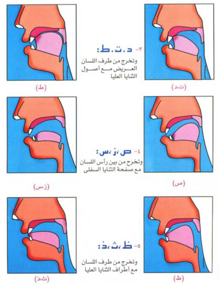 مخارج (( د - ت - ط - ص - ز - س - ظ - ث - ذ ))