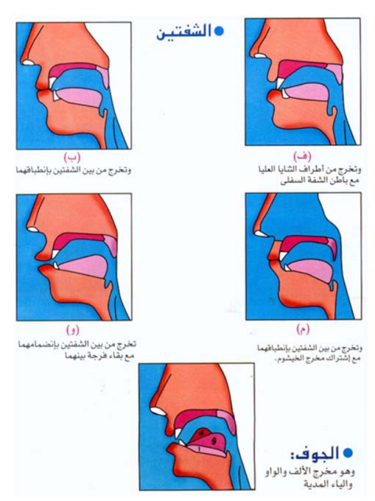 الشفتين والجوف